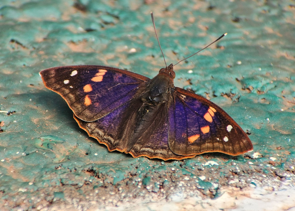 Agathina Emperor @ Erik Bruhnke